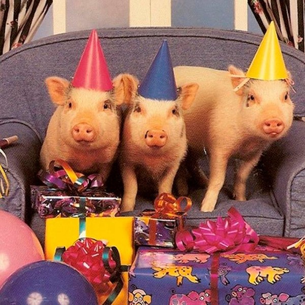 Картинки Свиньи С Поздравлением Дня Рождения