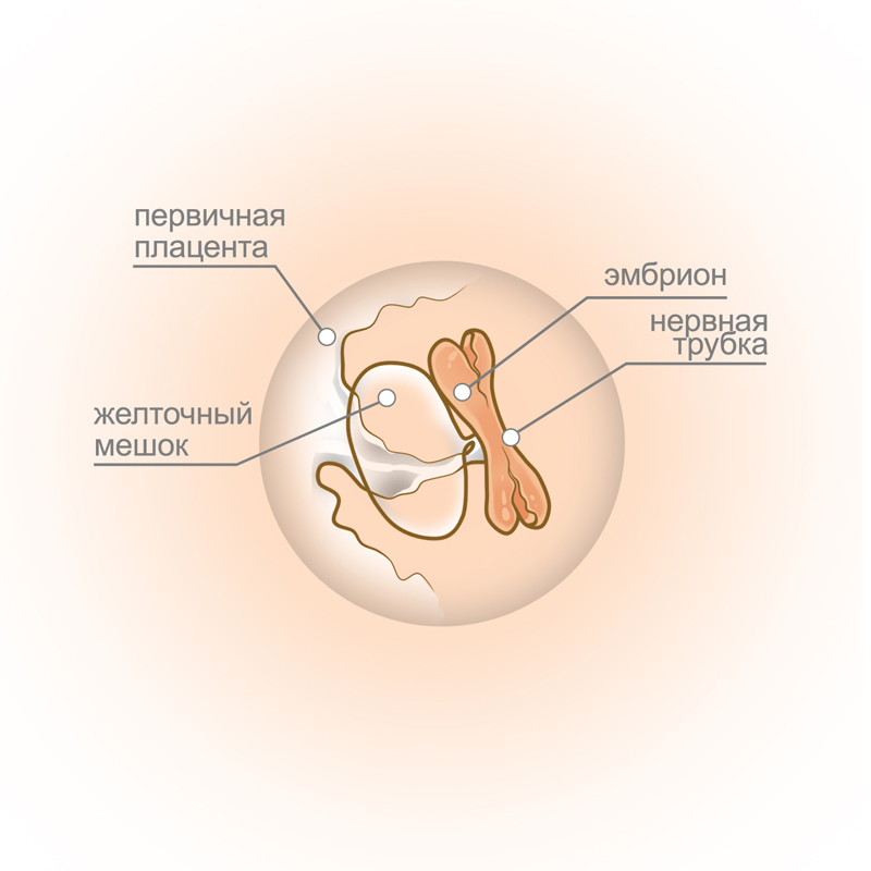 5 неделя беременности ощущения в животе что происходит с плодом