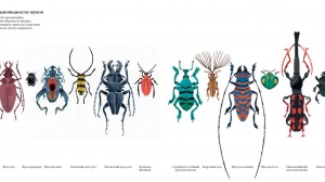 Как изучить зверей и насекомых: необычные книги о мире животных